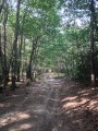 Le Puy Aigu en Forêt de Tronçais Le Puy Aigu en Forêt de Tronçais