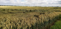La riche plaine agricole hesbignone La riche plaine agricole hesbignone