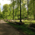 La chapelle Saint-Etienne, le Roi de Rome et le Hêtre Rudi en forêt d'Eawy La chapelle Saint-Etienne, le Roi de Rome et le Hêtre Rudi en forêt d'Eawy