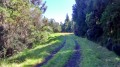 La route forestière La route forestière