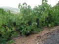 Autour de Juliénas en Beaujolais Autour de Juliénas en Beaujolais