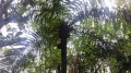 Le Sentier des 58 plantes indigènes Le Sentier des 58 plantes indigènes
