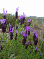 Lavande papillon Lavande papillon