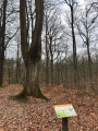 En forêt de Hez En forêt de Hez