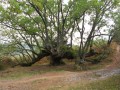 Chemin de la Forge, Askar et chêne millénaire à Urdax Chemin de la Forge, Askar et chêne millénaire à Urdax