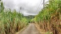 Le tour du Piton Forcade depuis les Avirons Le tour du Piton Forcade depuis les Avirons