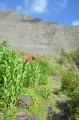 Le rempart du Maïdo Le rempart du Maïdo