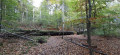 Le sentier des Palissades en forêt de Soignes Le sentier des Palissades en forêt de Soignes