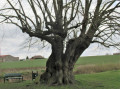 Le Tilleul du Joncquoy à Aubers Le Tilleul du Joncquoy à Aubers