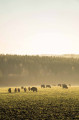 Le troupeau de Bisons Le troupeau de Bisons