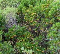 Calanques - La Balade des arbousiers (Arbutus unedo) Calanques - La Balade des arbousiers (Arbutus unedo)