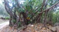 Les arbres Les arbres