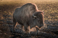 Les bisons de la ferme Les bisons de la ferme