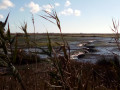 Les "canaux" de la lagune à marée basse Les "canaux" de la lagune à marée basse