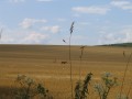Les chevreuils sur les plaines Donziaises Les chevreuils sur les plaines Donziaises