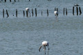 Flamants roses Flamants roses