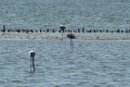 Flamants roses Flamants roses