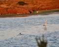 Balade à la découverte des flamants roses à Mireval Balade à la découverte des flamants roses à Mireval
