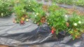 Les fraises Les fraises