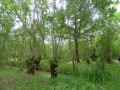 La Venise Verte : Damvix - Saint-Hilaire-la-Palud - Arçais La Venise Verte : Damvix - Saint-Hilaire-la-Palud - Arçais