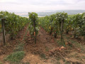 Vignes, champs et bois, crêtes et vallons de Montgueux et Macey Vignes, champs et bois, crêtes et vallons de Montgueux et Macey