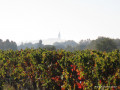 Entre les vignes: le Sérapias en cœur Entre les vignes: le Sérapias en cœur