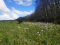 Petite boucle dans les bois de Brizambourg Petite boucle dans les bois de Brizambourg