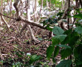 Mangrove Mangrove