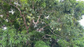 Champs de canne à sucre de Birmingham Champs de canne à sucre de Birmingham