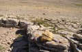 Marmotte Marmotte