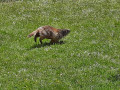 Col de la Lose, au royaume des bouquetins, chamois et marmottes Col de la Lose, au royaume des bouquetins, chamois et marmottes