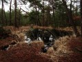 Balade dans le Nord de la Forêt de Fontainebleau Balade dans le Nord de la Forêt de Fontainebleau