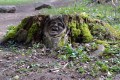 Le Sentier des Bunkers de la 1ère Guerre Mondiale de Burnhaupt-le-Bas Le Sentier des Bunkers de la 1ère Guerre Mondiale de Burnhaupt-le-Bas