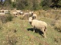 Moutons Moutons
