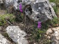 Orchidée sauvage ? Orchidée sauvage ?