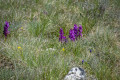 Orchidées en pleine floraison Orchidées en pleine floraison
