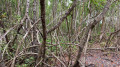 Palétuviers de la mangrove Palétuviers de la mangrove