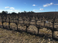 Paysage de vignes Paysage de vignes