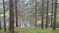 Petit étang un peu mystérieux car il est caché par les arbres Petit étang un peu mystérieux car il est caché par les arbres