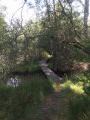 Petit pont etang de Tattert Petit pont etang de Tattert