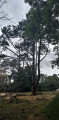 Pin et pelouse calcaire Pin et pelouse calcaire