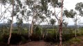 Plantation d'eucalyptus Plantation d'eucalyptus