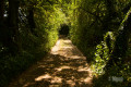 Premier sous bois Premier sous bois