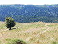 presque à Camprieu presque à Camprieu