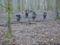 La Forêt de Champ-Fêtu La Forêt de Champ-Fêtu