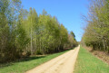 Route Forestière