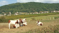 Saint Mard de Vaux Saint Mard de Vaux