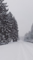 Sapins dans le neige Sapins dans le neige