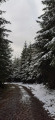Sapins sous la neige Sapins sous la neige