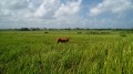 Savane Savane